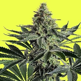 Lemon Storm > Pure Instinto